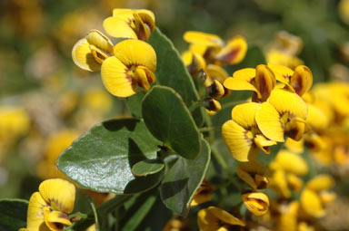 APII jpeg image of Daviesia buxifolia  © contact APII