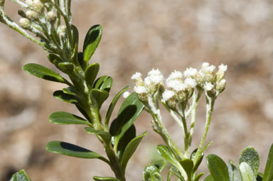 APII jpeg image of Ozothamnus antennaria  © contact APII