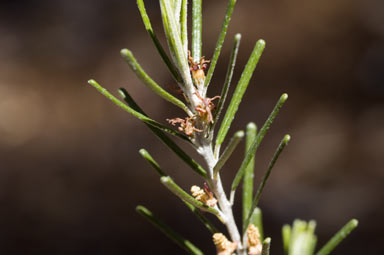 APII jpeg image of Bertya rosmarinifolia  © contact APII