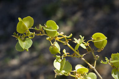 APII jpeg image of Zygophyllum aurantiacum subsp. aurantiacum  © contact APII