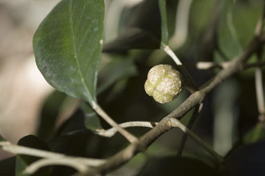 APII jpeg image of Sarcomelicope simplicifolia subsp. simplicifolia  © contact APII