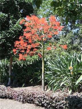 APII jpeg image of Brachychiton acerifolius  © contact APII