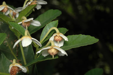 APII jpeg image of Sloanea australis  © contact APII