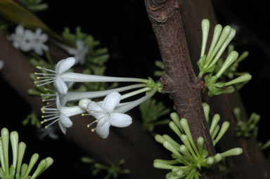 APII jpeg image of Phaleria clerodendron  © contact APII