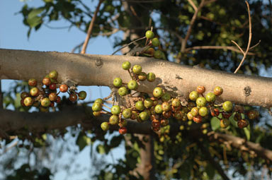 APII jpeg image of Ficus variegata  © contact APII