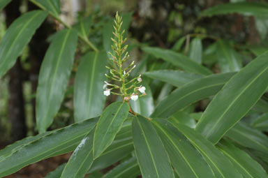 APII jpeg image of Alpinia caerulea  © contact APII