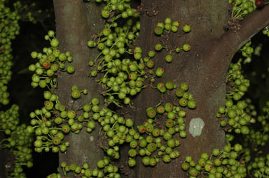 APII jpeg image of Ficus leptoclada  © contact APII