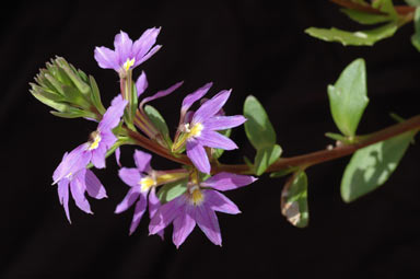 APII jpeg image of Scaevola 'New Wonder'  © contact APII