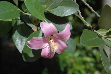 APII jpeg image of Lagunaria patersonia  © contact APII