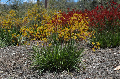 APII jpeg image of Anigozanthos 'Bush Nugget'  © contact APII