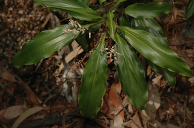 APII jpeg image of Cordyline murchisoniae  © contact APII