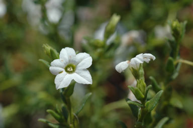 APII jpeg image of Cyphanthera myosotidea  © contact APII