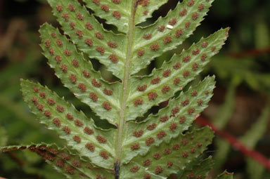 APII jpeg image of Blechnum parrisiae  © contact APII