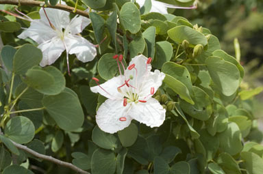 APII jpeg image of Bauhinia hookeri  © contact APII