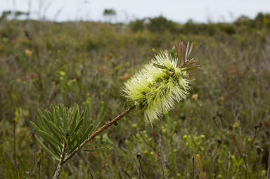 APII jpeg image of Callistemon pachyphyllus  © contact APII