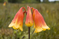 Blandfordia grandiflora