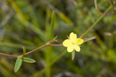 APII jpeg image of Hibbertia salicifolia  © contact APII