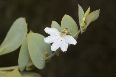 APII jpeg image of Scaevola brookeana  © contact APII