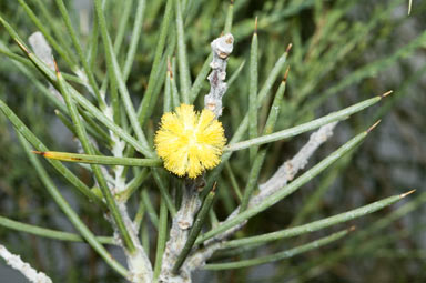 APII jpeg image of Acacia carneorum  © contact APII