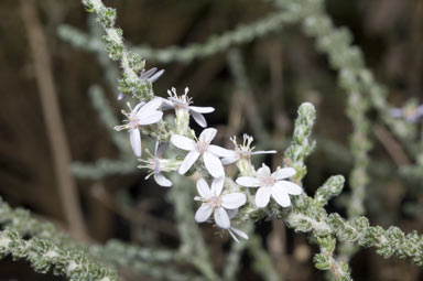 APII jpeg image of Olearia lanuginosa  © contact APII