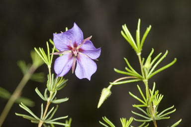 APII jpeg image of Platytheca galioides  © contact APII