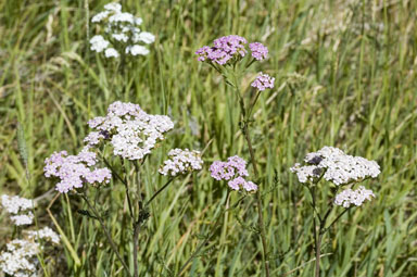 APII jpeg image of Achillea millefolium  © contact APII