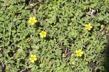 APII jpeg image of Oxalis thompsoniae  © contact APII