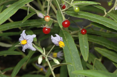 APII jpeg image of Solanum parvifolium subsp. parvifolium  © contact APII