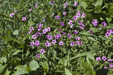 APII jpeg image of Oxalis articulata  © contact APII