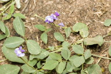 APII jpeg image of Glycine tabacina  © contact APII