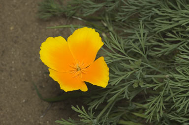 APII jpeg image of Eschscholzia californica  © contact APII