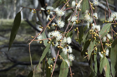 APII jpeg image of Eucalyptus dalrympleana subsp. dalrympleana  © contact APII