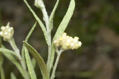 APII jpeg image of Pseudognaphalium luteoalbum  © contact APII