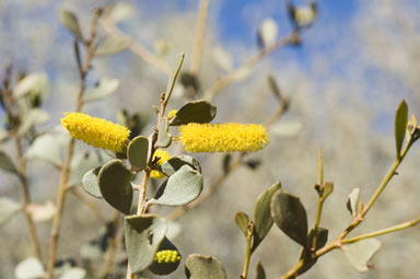 APII jpeg image of Acacia wickhamii subsp. wickhamii  © contact APII