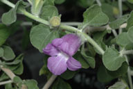 Eremophila strongylophylla