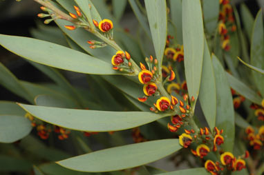 APII jpeg image of Daviesia daphnoides  © contact APII