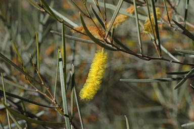 APII jpeg image of Acacia incurvaneura  © contact APII