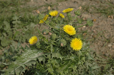 APII jpeg image of Sonchus asper subsp. asper  © contact APII