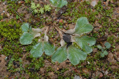 APII jpeg image of Riccia papulosa  © contact APII