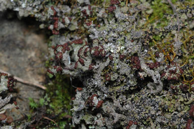 APII jpeg image of Cladonia  © contact APII