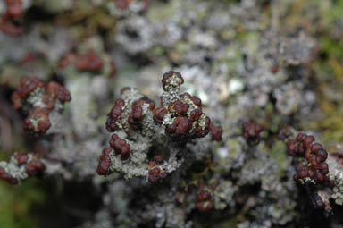 APII jpeg image of Cladonia  © contact APII