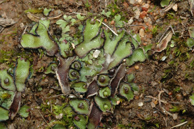 APII jpeg image of Asterella drummondii  © contact APII