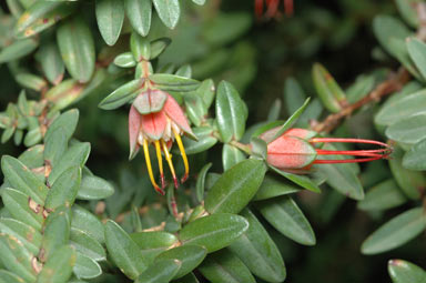 APII jpeg image of Darwinia citriodora  © contact APII