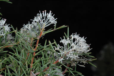 APII jpeg image of Hakea lissocarpha  © contact APII