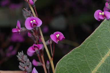 APII jpeg image of Hardenbergia violacea  © contact APII