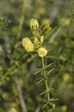 APII jpeg image of Acacia verticillata  © contact APII