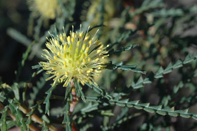 APII jpeg image of Banksia polycephala  © contact APII