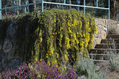 APII jpeg image of Acacia cultriformis 'Cascade'  © contact APII