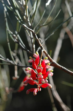 APII jpeg image of Grevillea parallelinervis  © contact APII