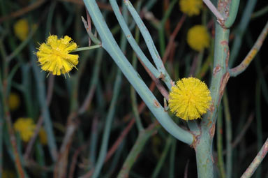 APII jpeg image of Acacia aphylla  © contact APII